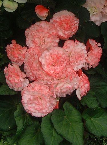 B. ‘Raspberry Ripple’
